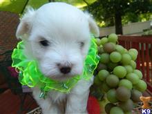 maltese puppy posted by Elegant Babies